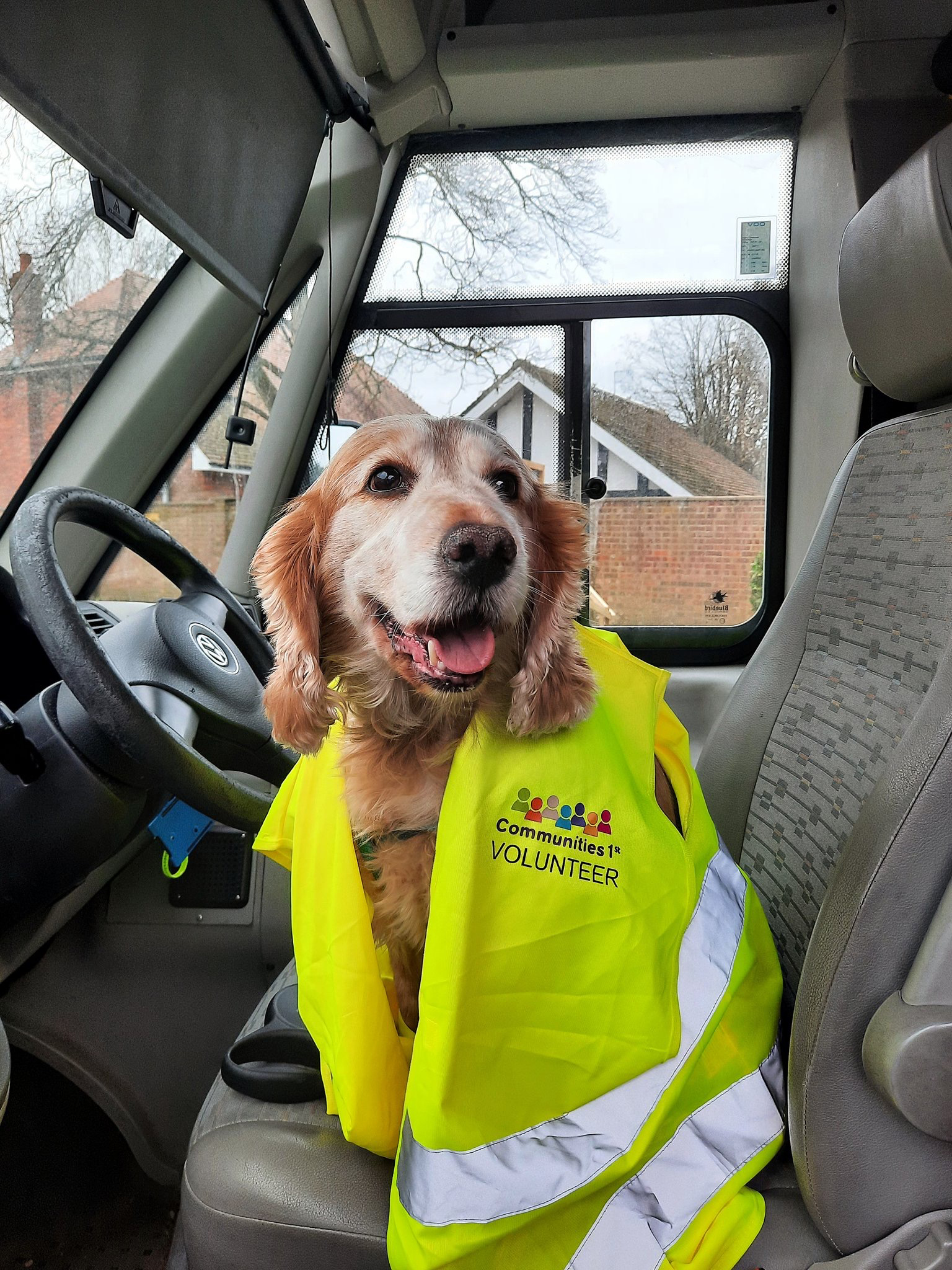 Beau the dog sitting in the driver's seat of the Shopper Bus, wearing a Communities 1st hi-vis volunteer vest. 