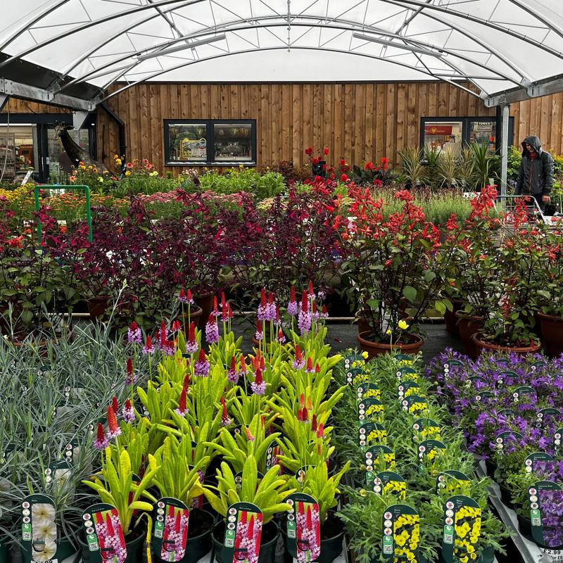 beautiful arrangement of flowers inside hitchin garden centre