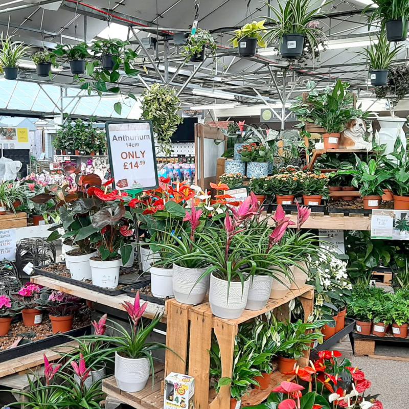 Stevenage Garden Centre Interior with lots of plants